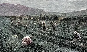 Antigua: COFFEE/GUATEMALA/1877