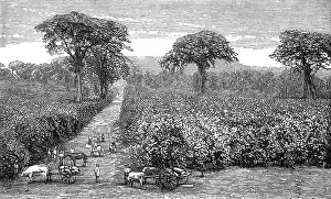 Guatemala: COFFEE/GUATEMALA/1877