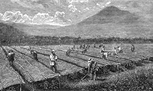 Cultivators: COFFEE/GUATEMALA/1877