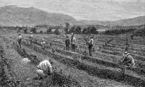Antigua: COFFEE/GUATEMALA/1877