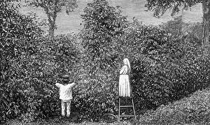 Guatemala: COFFEE/GUATEMALA/1877