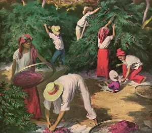 Awning: Coffee Harvest