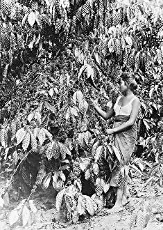 Picked: Coffee harvest in Brazil, 1942