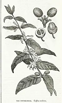 Coffea: Coffee plant
