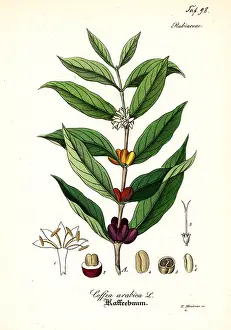 Gewachse: Coffee plant, Coffea arabica