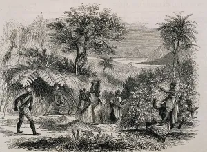Blackwoman: Coffee plantation in Brazil. Illustration from