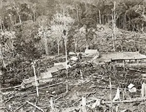 Plantations: Coffee plantation in Sarawak