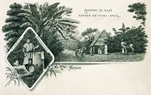 Veracruz: Coffee ranch in the state of Veracruz, Mexico