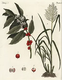Coffea: Coffee and sugar cane plants
