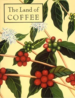 Veggie: Coffee Tree