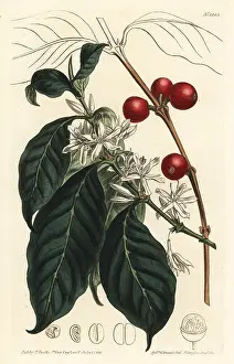 Coffea: Coffee tree, Coffea arabica