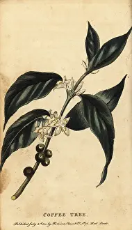The Naturalists Pocket Magazine: Coffee tree, Coffea arabica
