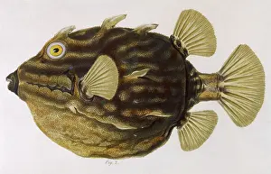 Ostracion: COFFER FISH 1849