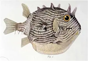 Ostracion: COFFER FISH/1849