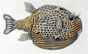 Ornatus: COFFER FISH/1849