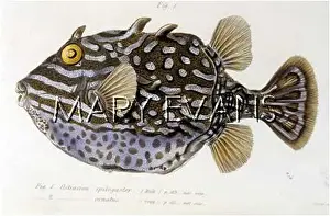Ostracion: COFFER FISH/TRANS.ZOO