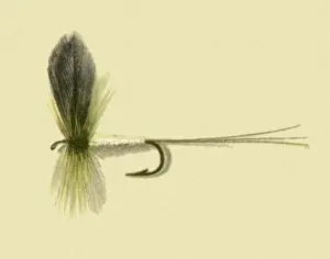 Atherton: Coffin Fly