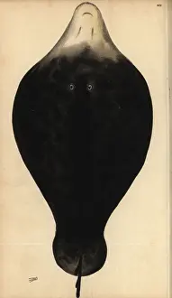 Hypnos: Coffin ray, Hypnos monopterygius