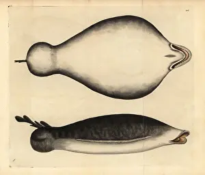 Hypnos: Coffin ray, Hypnos monopterygius