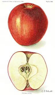 Sliced: coffman apple - fruit - food