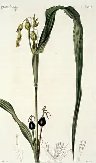 Coix: Coix lachryma, pit pit grass