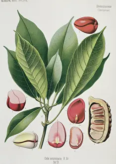 Cola: Cola acuminata, cola nut