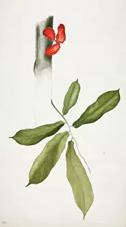 Kola: Cola sp. Kola nut