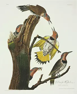 Piciformes: Colaptes auratus, northern flicker