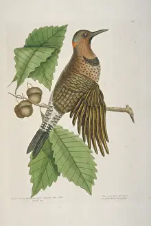 Acorn: Colaptes auratus, northern flicker