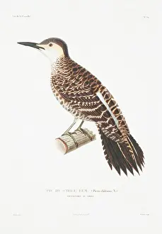Piciformes: Colaptes pitius, Chilean flicker