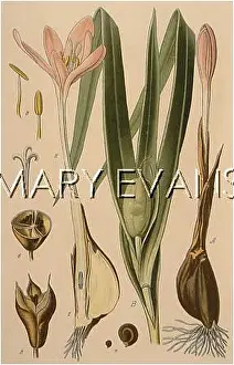 Autumnale: COLCHICUM AUTUMNALE