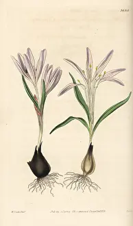 Colchicum: Colchicum trigynum