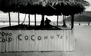 Coconuts: Cold Coconuts stall, Trinidad, West Indies