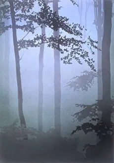 Pierces: Cold pale light through the trees