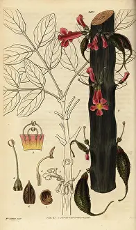 Bignonia: Colea colei (endangered)