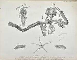 Enniskillen: Coleia Antiqua