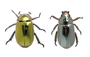 Reflective: Coleoptera sp. metallic beetles