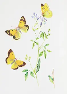 Clouded: Colias croceus, clouded yellow