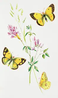 Clouded: Colias croceus, clouded yellow