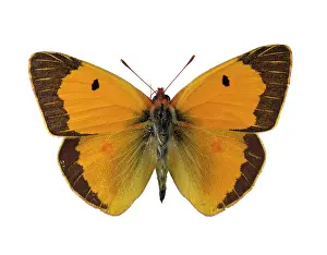 Clouded: Colias croceus, clouded yellow