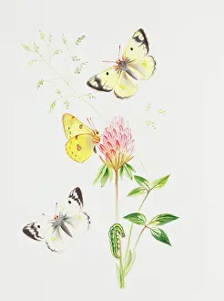 Clouded: Colias hyale, pale clouded yellow
