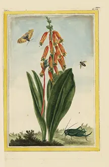 Ceux: Colicroot, Aletris species