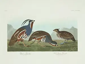 Moorland: Colinus cristatus, crested bobwhite, Oreortyx pictus, mounta