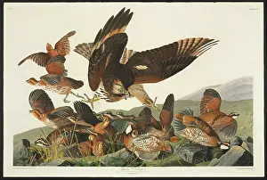 Shouldered: Colinus viginianus, northern bobwhite, Buteo lineatus, red-s