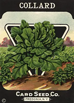 Collard: Collard Seed Packet