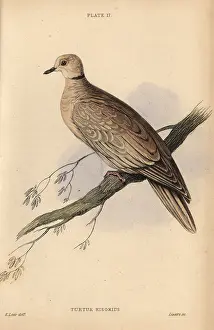 Prideaux: Collared dove, Streptopelia decaocto, native