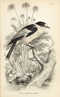 Swainson: Collared flycatcher, Ficedula albicollis