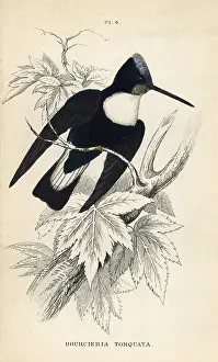 Torquata: Collared inca, Coeligena torquata