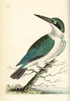 Todiramphus: Collared kingfisher, Todiramphus chloris