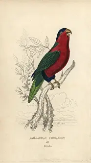 Florilegius Collection: Collared lory, Phigys solitarius